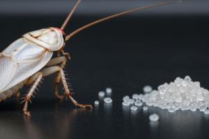 Белые тараканы в квартире: что это значит и как от них избавиться