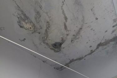 Как вывести пятна плесени