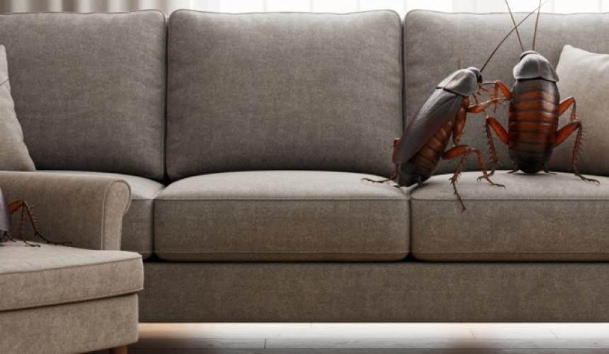 Кто такие мебельные тараканы, откуда они берутся и как от них избавиться